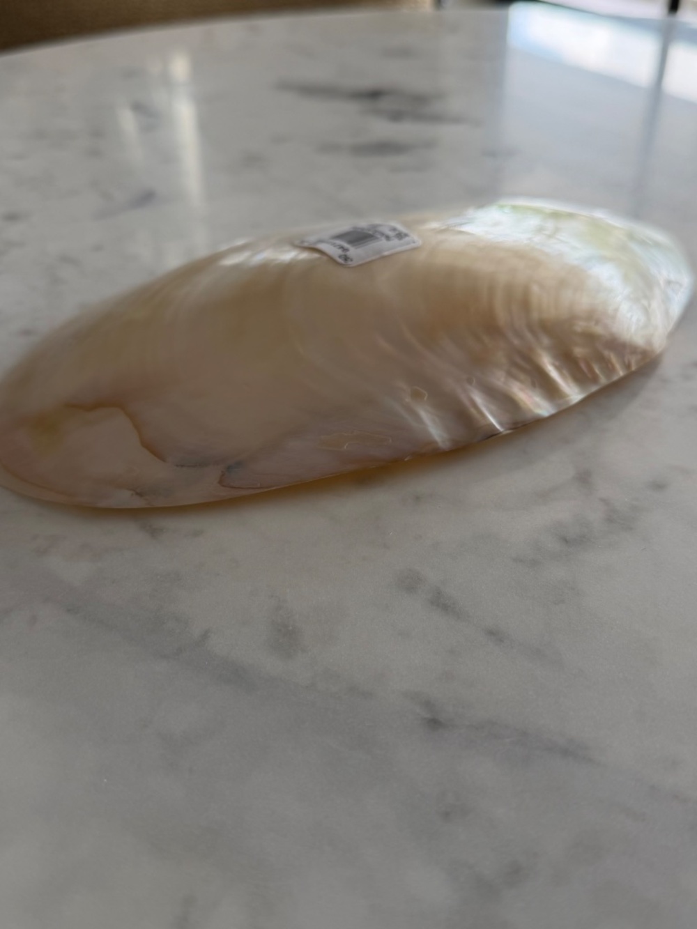 NWT! Pottery Barn Polished Decorative Shell - Picture 3 of 5